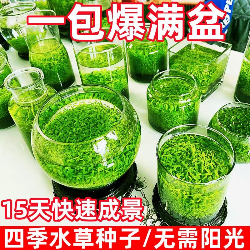 水草种子水草泥净化水质水培植物种子水养15天速生水草种子鱼缸