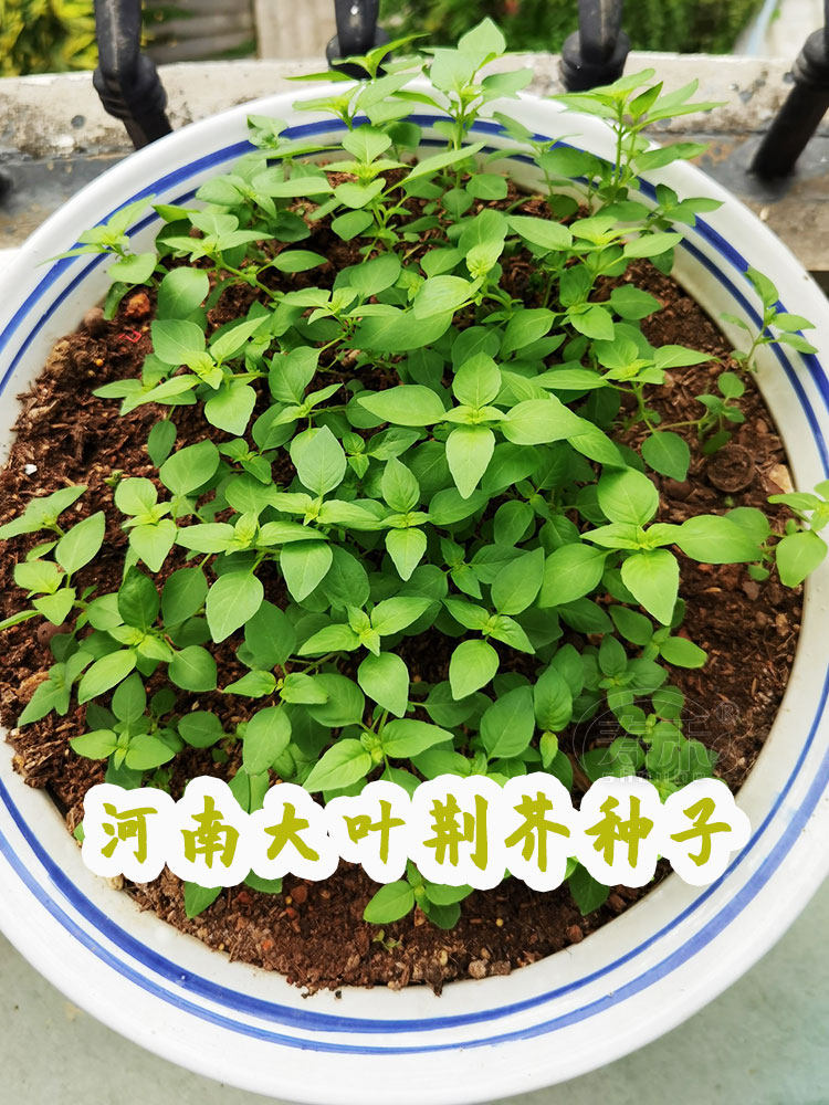 河南大叶荆芥种子苗孑四季小青菜带土荆芥籽种盆栽菜籽荆芥菜种籽
