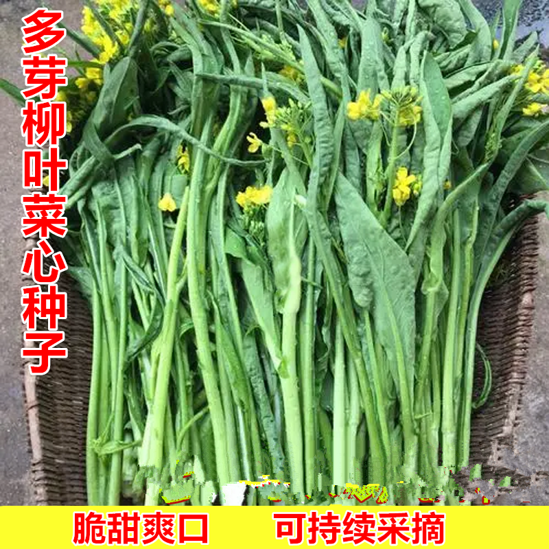多笋卷叶甜嫩菜心种子多芽柳叶菜心农家丰产阳台盆栽易种菜籽种植