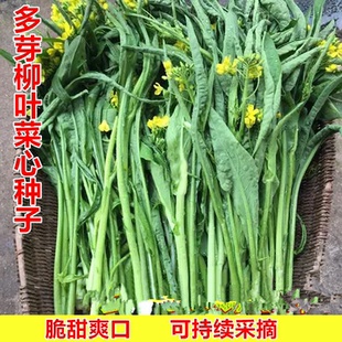 多笋卷叶甜嫩菜心种子多芽柳叶菜心农家丰产阳台盆栽易种菜籽种植