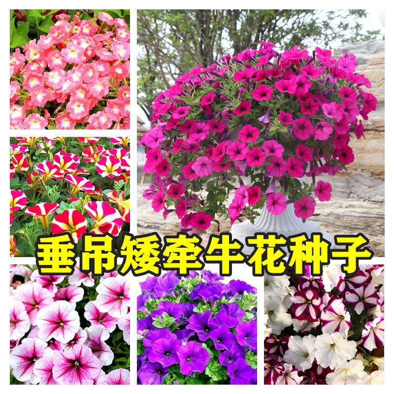 矮牵牛种子 垂吊盆栽庭院室内阳台爬藤植物牵牛花种子 四季种易活