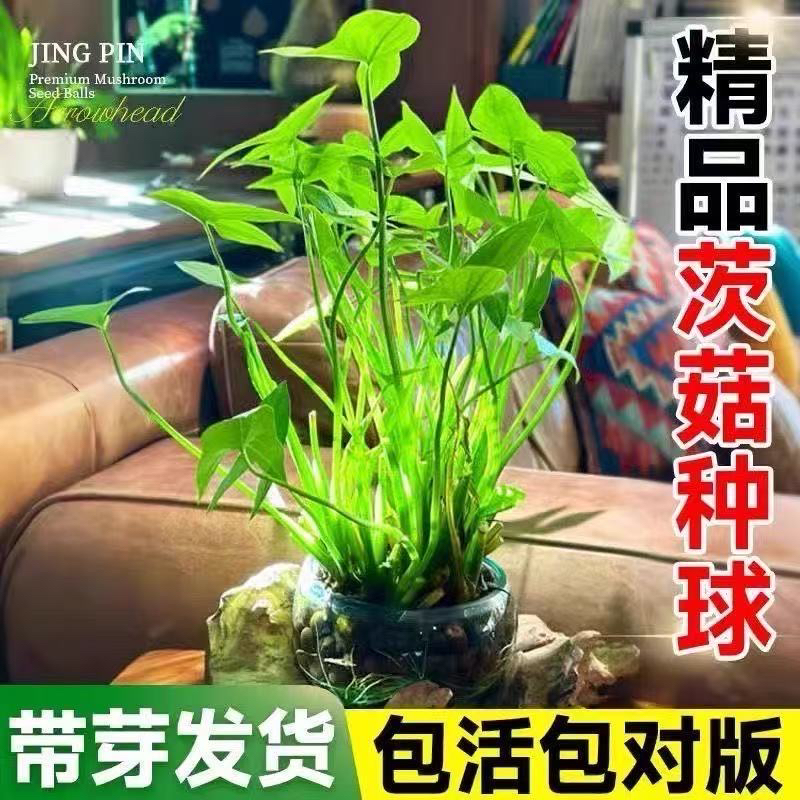 茨菇慈姑水生植物水培燕尾种苗池塘装饰花卉净化鱼缸水质慈菇水培