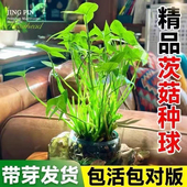 茨菇慈姑水生植物水培燕尾种苗池塘装 饰花卉净化鱼缸水质慈菇水培