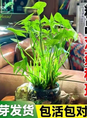 茨菇慈姑水生植物水培燕尾种苗池塘装饰花卉净化鱼缸水质慈菇水培