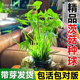 茨菇慈姑水生植物水培燕尾种苗池塘装 饰花卉净化鱼缸水质慈菇水培