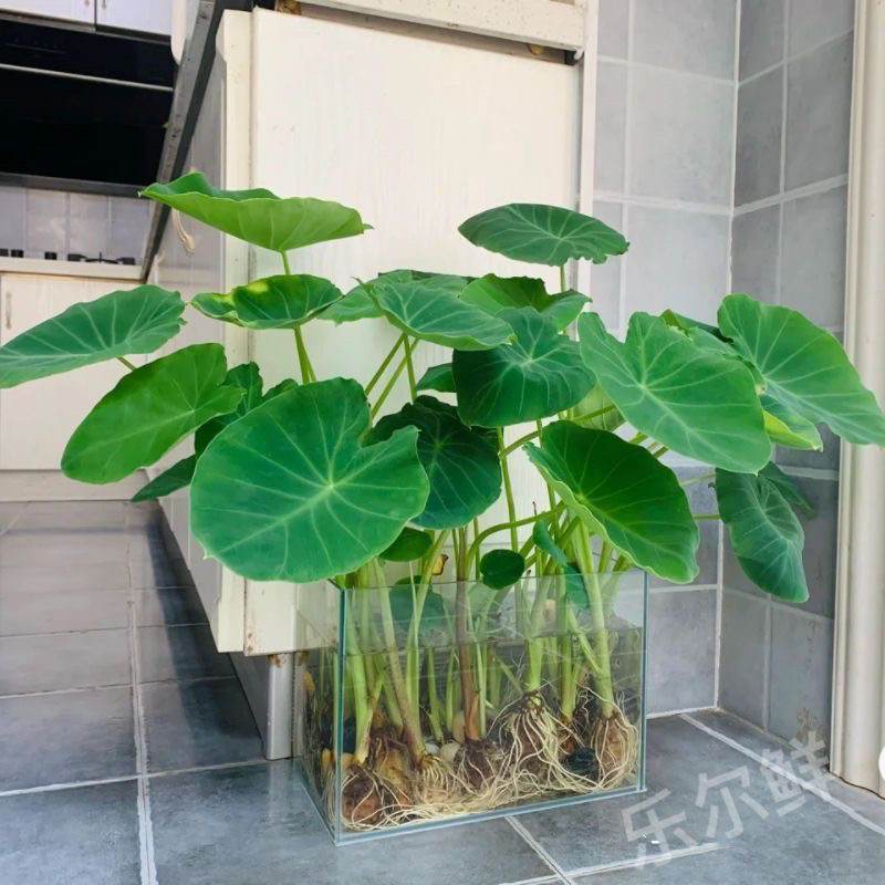 新中式水培芋头懒人盆栽户外绿植鱼池水净化四季常青植物沼泽养龟
