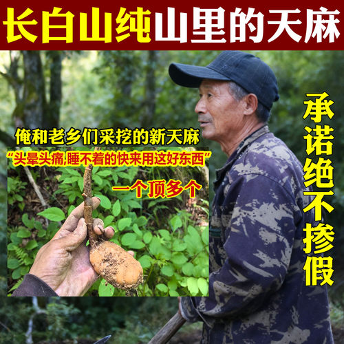 东北深山天麻无硫干货可打粉