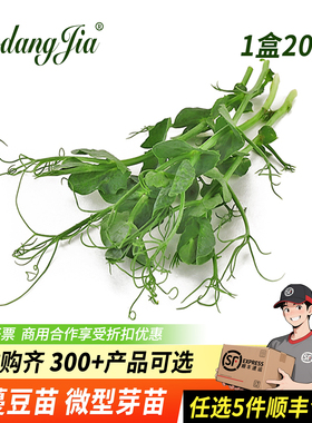 新鲜水培璇蔓豆苗Pea Shoots西餐日料刺身摆盘装饰沙拉蔬菜豌豆苗