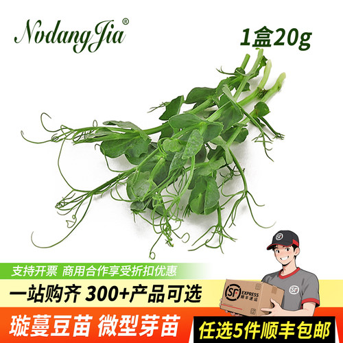 新鲜璇蔓豆苗食用芽苗沙拉蔬菜
