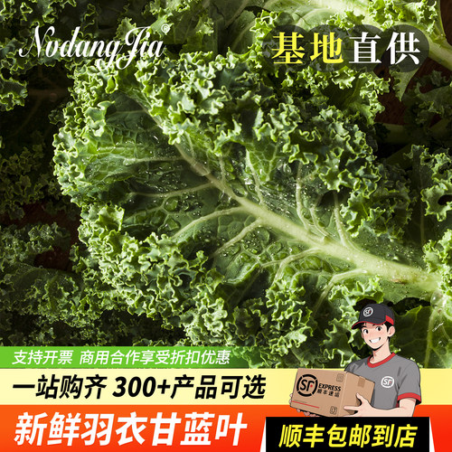 羽衣甘蓝新鲜嫩叶沙拉蔬菜榨汁用