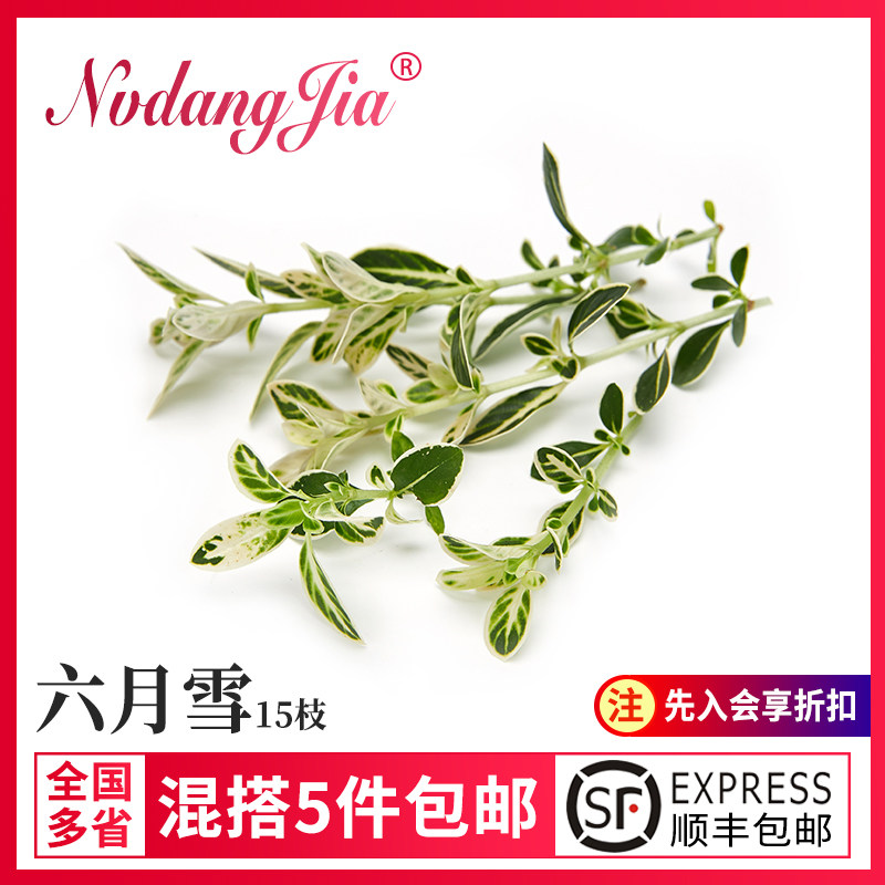 新鲜花草六月雪15根/盒 白马骨 碎叶冬青 西餐日料摆盘装饰花草