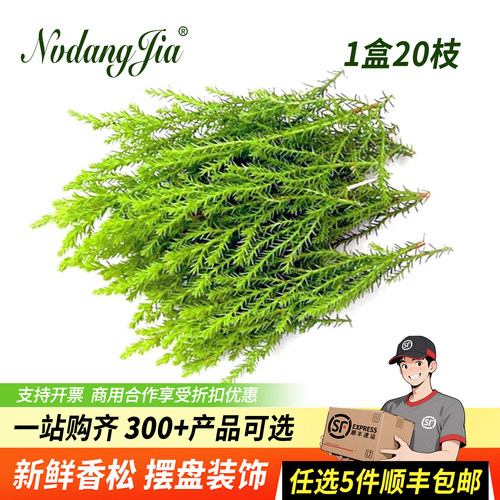 新鲜香松金冠柏西餐摆盘装饰花草