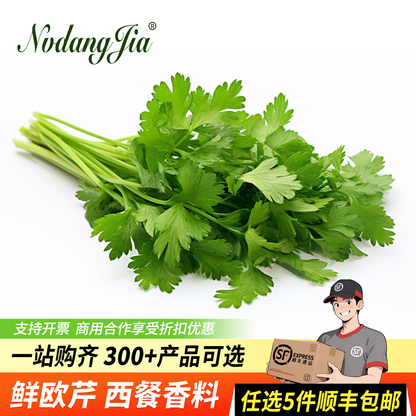 欧芹新鲜意大利番西香料菜新鲜蔬菜调味料西餐厅用品500g法国香菜