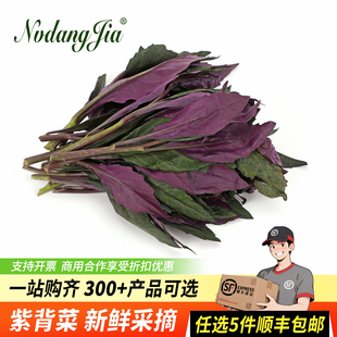 新鲜紫背菜四川血皮菜紫贝菜紫背天葵观音菜农家自种野菜当季蔬菜
