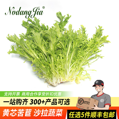 新鲜黄心苦菊蔬菜沙拉西餐食材