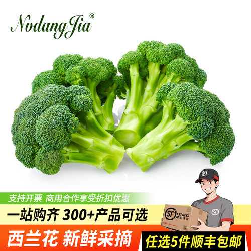 新鲜西兰花500g蓝花椰菜时令蔬菜