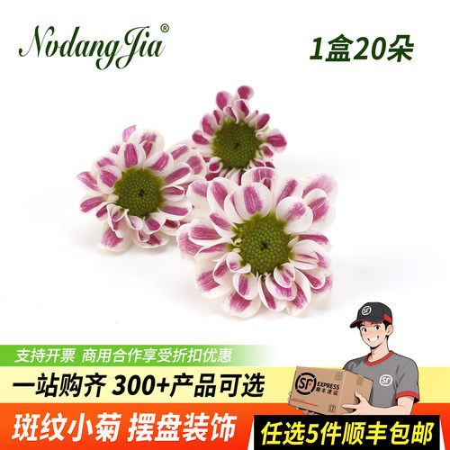 新鲜斑纹小菊装饰鲜花斑纹鲁尼菊