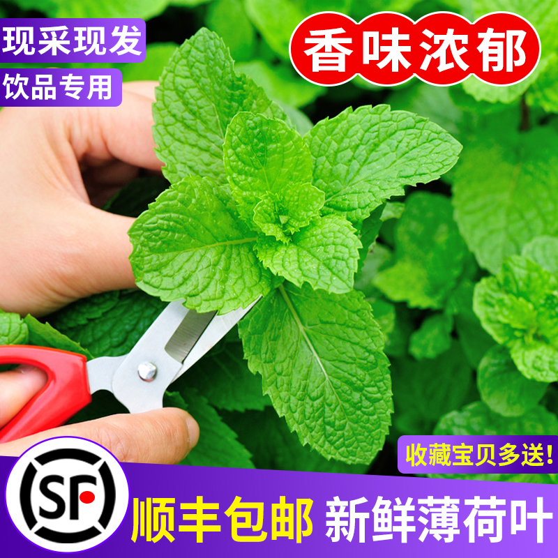 薄荷叶新鲜食用泡水调酒鸡尾酒商用奶茶原料留兰香薄荷叶子包邮