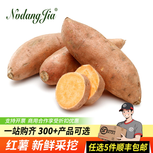 山东糖心蜜薯红心烤红薯新鲜烟薯地瓜超甜番薯农家自种井禾村地瓜