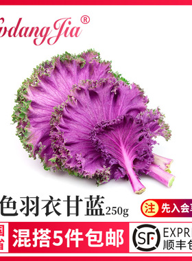 紫色羽衣甘蓝新鲜蔬菜榨汁沙拉食材紫甘蓝叶子雨衣甘蓝叶沙拉蔬菜