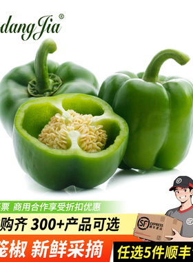 新鲜圆青椒灯笼青椒500g 绿色圆椒新鲜蔬菜灯笼椒青圆椒甜椒大青