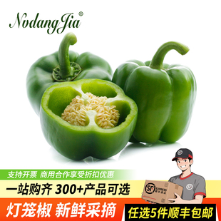 新鲜圆青椒灯笼青椒500g 绿色圆椒新鲜蔬菜灯笼椒青圆椒甜椒大青