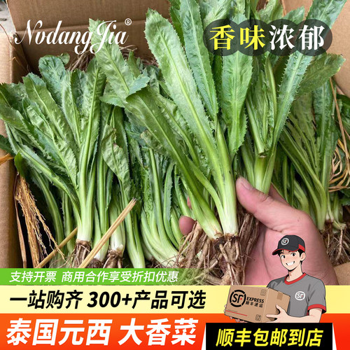 大香菜新鲜芫茜元西芫西泰国香菜
