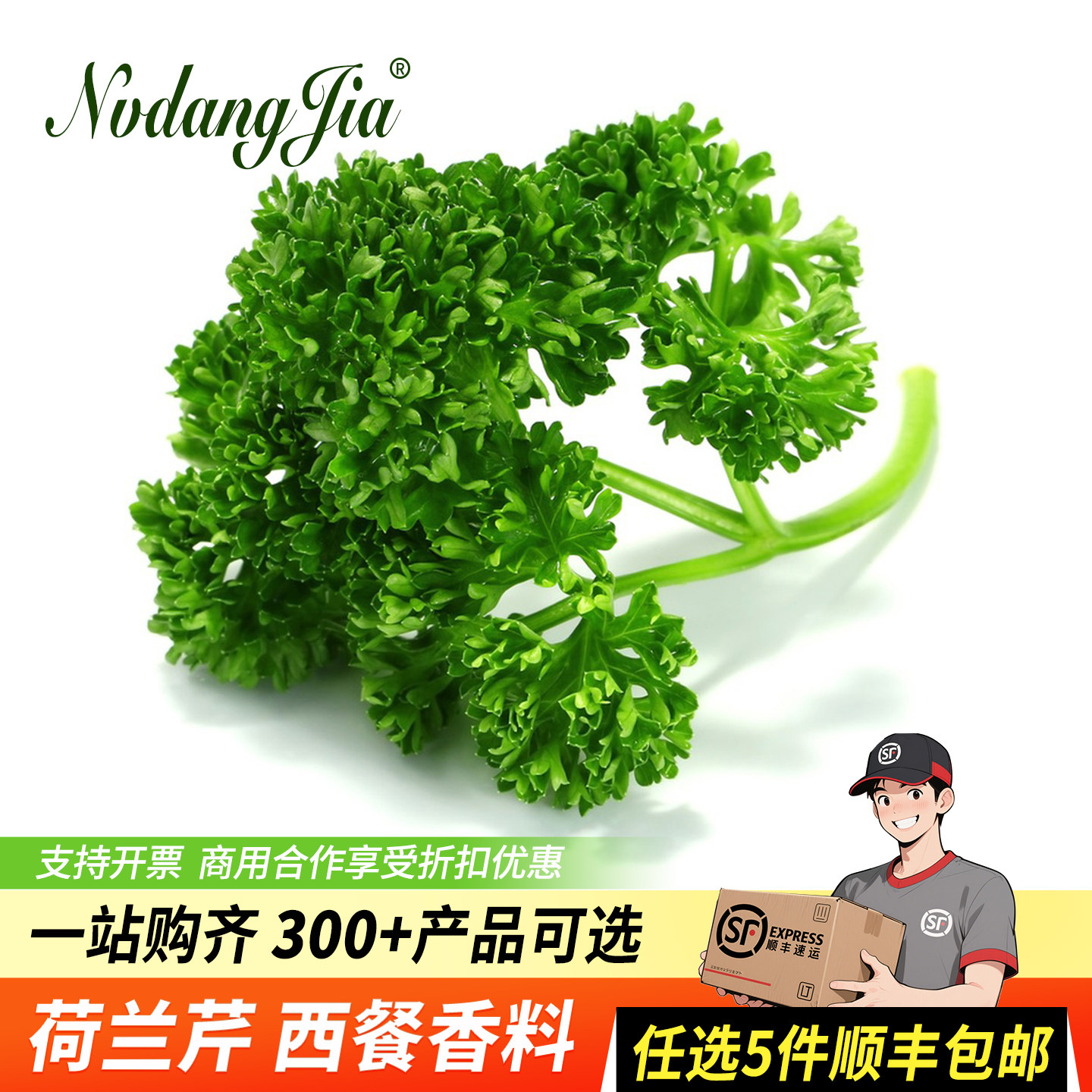 新鲜荷兰芹番西法国香芹西洋芹西餐日料刺身摆盘装饰蔬菜鲜欧芹