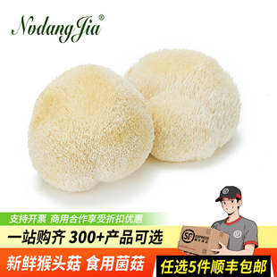 新鲜猴头菇1盒1朵古田特产无硫当季鲜猴头菇非野生干货猴头菇