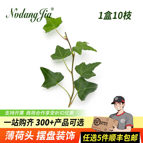 新鲜常青藤长青藤装饰绿植花草