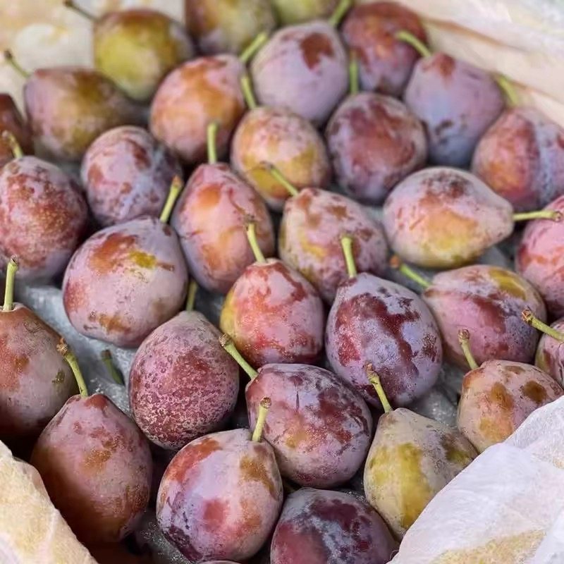 新鲜西梅李子新鲜水果当季甜大西梅鲜果当季甜西梅人工挑选直发