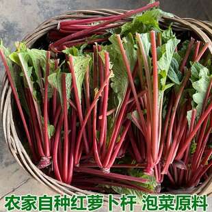 萝卜缨子新鲜农家菜萝卜杆红皮萝卜梗子萝卜菜泡酸菜萝卜杆嫩萝卜