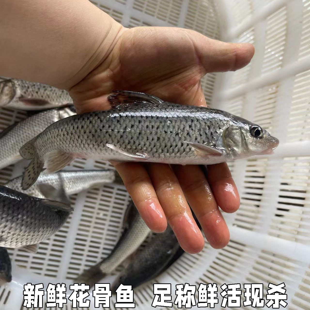 鲜活水产淡水鱼新鲜青竹鱼花骨鱼花菇鱼激浪鱼马鲫鸡骨鱼足称现杀