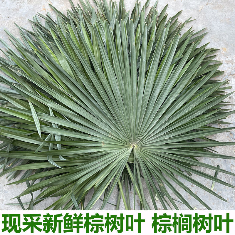 新鲜棕树叶棕榈树叶包粽子捆绑绳