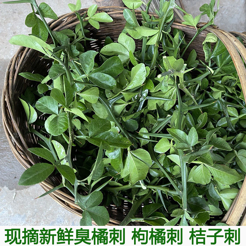 枸橘刺新鲜桔子刺臭橘刺现采积实刺枳壳苗柑桔刺橘子带刺可煮水