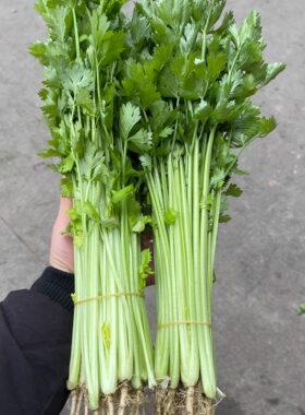 湖北农家菜现摘新鲜小芹菜根5斤西芹香芹青芹青菜蔬菜农村自种