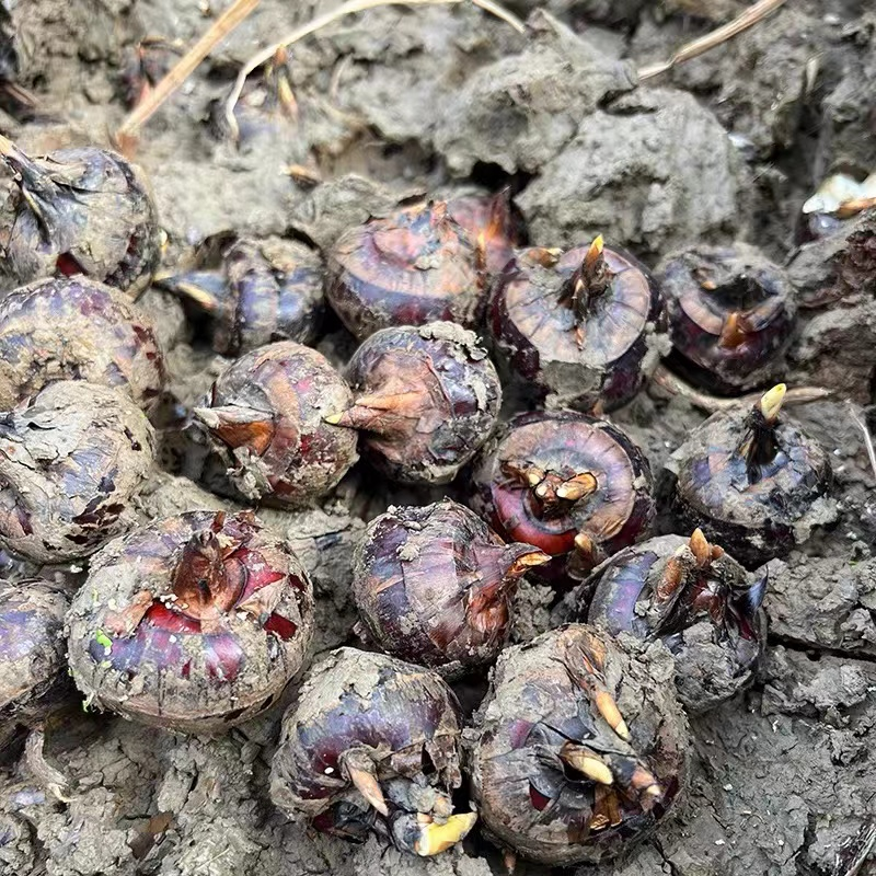湖北农家自种新鲜马蹄荸荠精选大马蹄地栗脆甜无渣水果蔬菜包邮