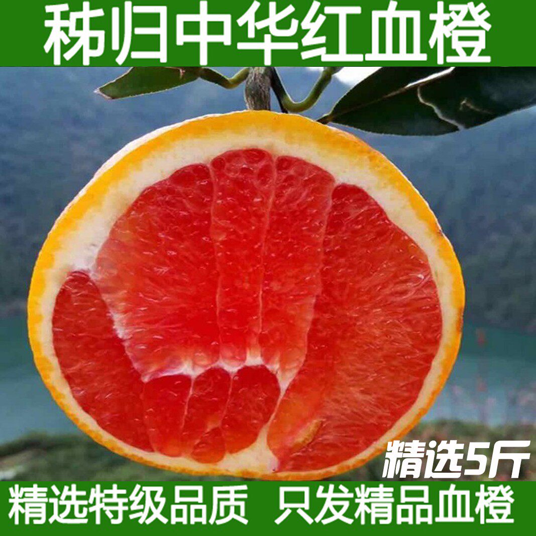 血橙新鲜水果中华红秭归红肉橙子当季雪橙甜橙手剥橙5斤包邮