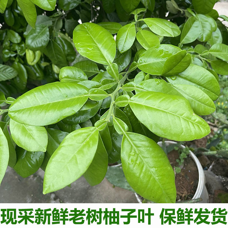 现摘新鲜柚子叶当天采摘包邮新鲜柚子树叶新鲜柚子叶绿柚叶柚子叶
