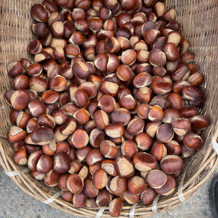 新鲜板栗 生板栗 板栗仁现摘当季鲜栗子毛栗子农家自种包邮