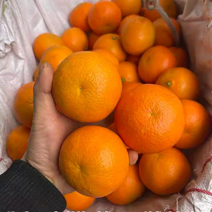 正宗沃柑现摘现发整箱发货老树薄皮新鲜水果鲜果精选包邮