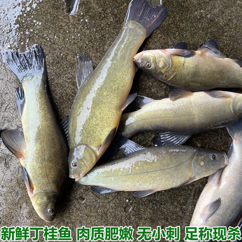 丁桂鱼新鲜丁鱥丁贵鱼丁岁鱼须桂鱼丁穗鱼金鲑鱼丁鲑鱼丁鱼岁现杀