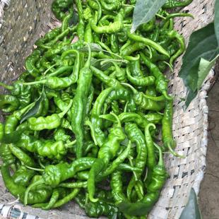 新鲜螺丝椒湖北特产农家自种时令蔬菜软皮薄皮青皱皮土辣椒包邮