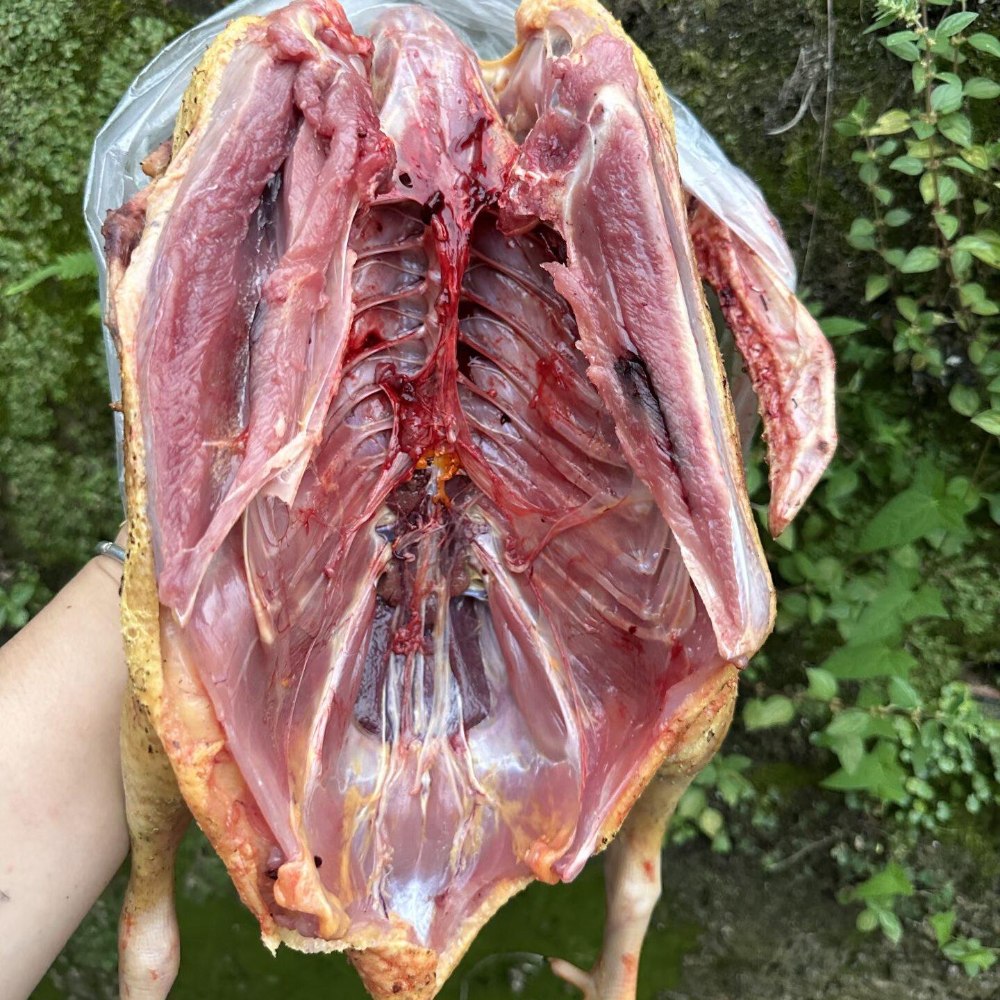 农村自养老鸭子现杀鸭子麻鸭木鸭肉生态鸭老鸭子散养放养土鸭