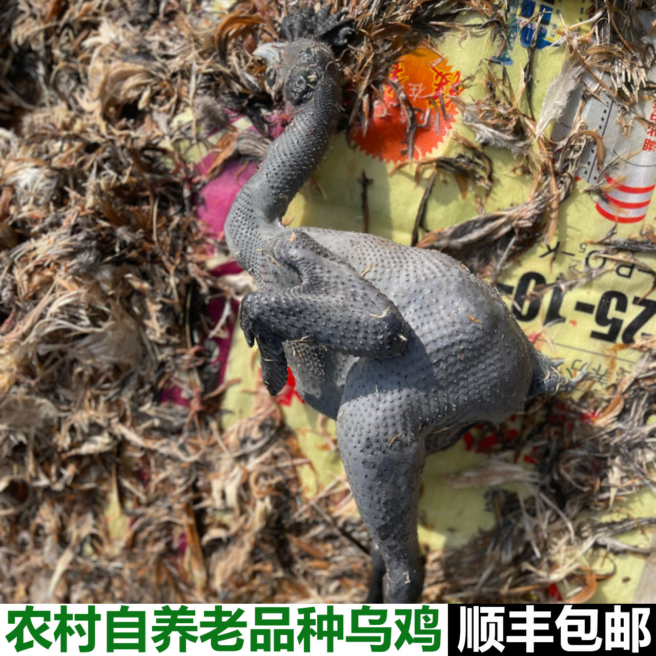 白凤乌鸡新鲜现杀整只正宗土乌鸡农家散养乌鸡五黑鸡乌骨鸡老母鸡