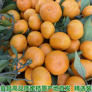 宜昌蜜桔红皮橘子早熟新鲜蜜桔子应季孕妇水果柑橘蜜橘 包邮