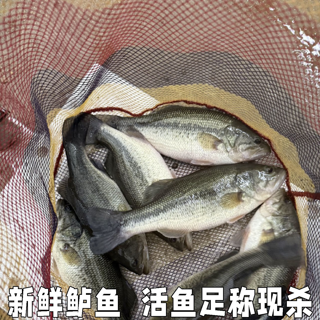 新鲜鲈鱼活鱼淡水鱼大口黑鲈鱼鲈鱼活鱼现杀大鲈鱼活鱼足称现杀