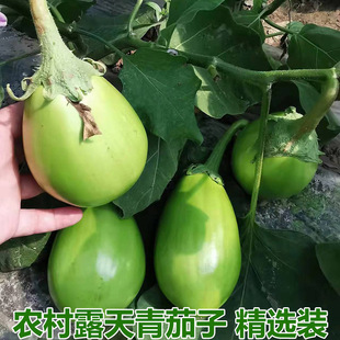 新鲜大绿茄子湖北特产青茄子新鲜蔬菜农家自种牛奶茄子五斤包邮