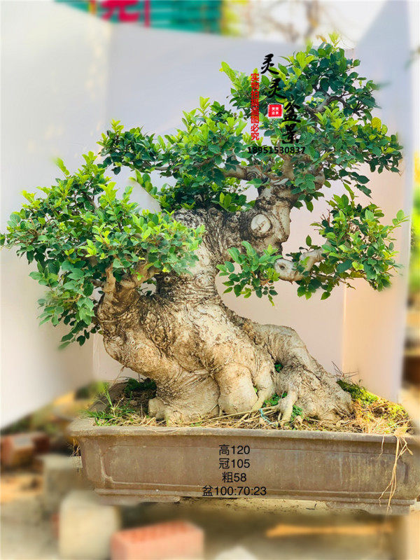 大型朴树盆景 精美丛林老树寒枝山水盆景 文人树老桩庭院一物一拍
