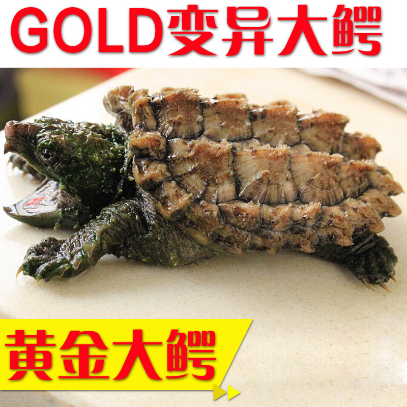 2017 进口变异gold黄金白金淡彩 大鳄龟苗 超白 超猛